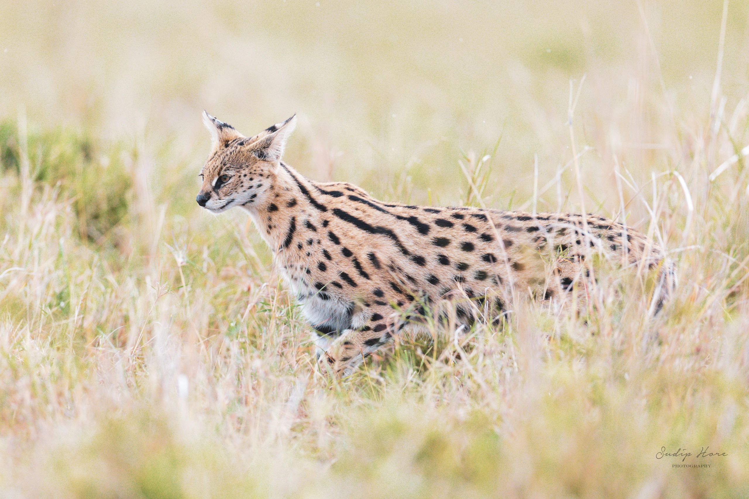 Serval Cat
Masai Mara, Kenya