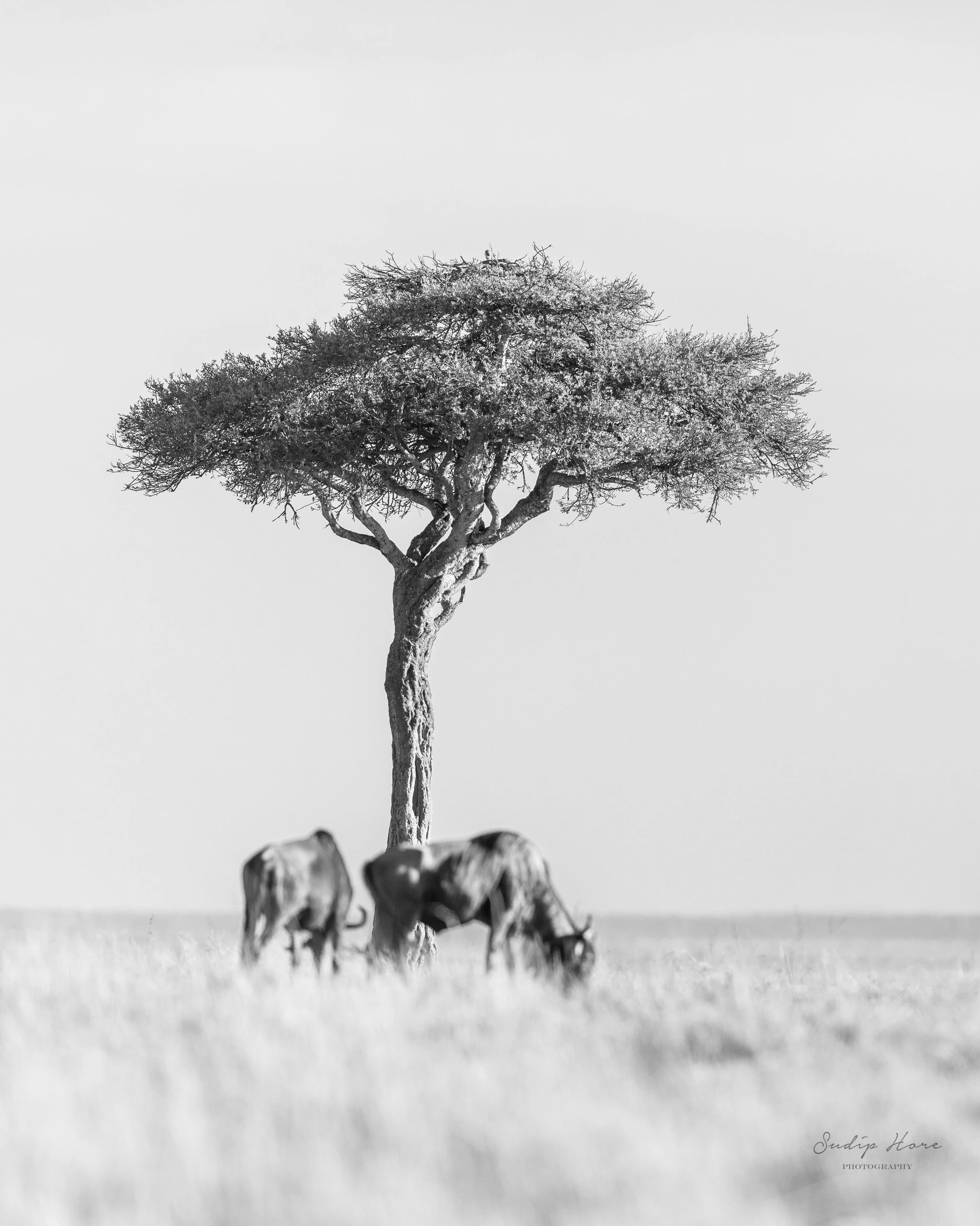 Wildebeests grazing under an acacia tree
Masai Mara, Kenya