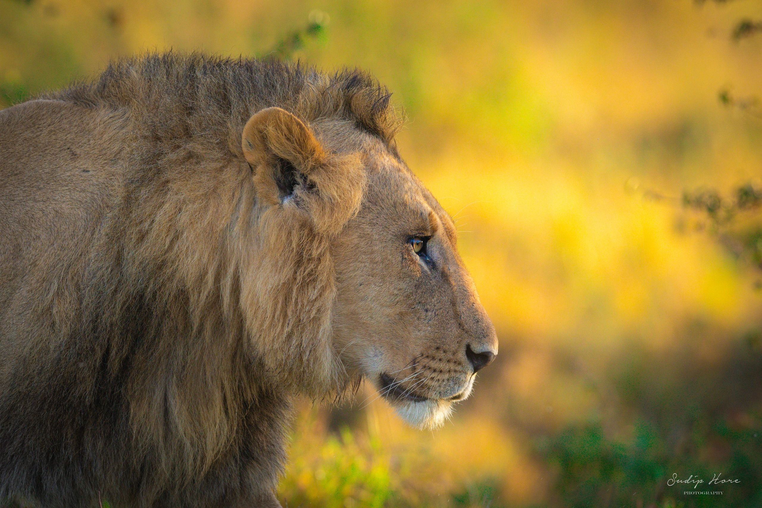 Lion
Masai Mara, Kenya