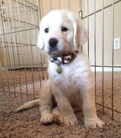 Male & Female Apricot & Red Mini Labradoodle Puppies for Sale in Phoenix, Scottsdale, and Tucson, AZ