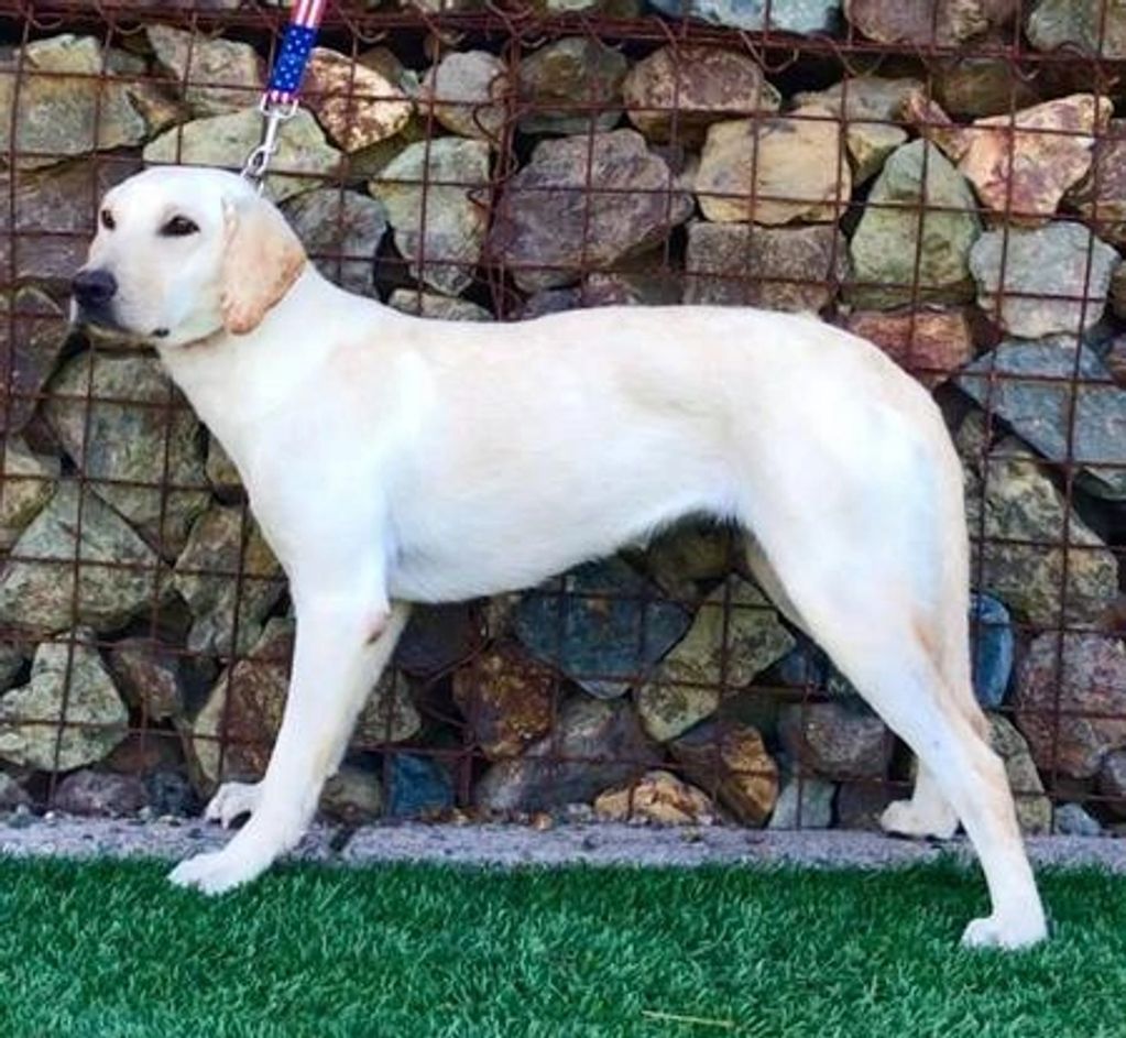 Right Side View of Diva, Pure breed White Low Shed AKC Labrador Retriever, Female