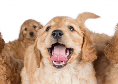 Apricot & Red Mini Labradoodle Puppies for Sale in Scottsdale, Phoenix, & Tucson, AZ