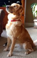 Willow is our 7 year old pure bred Golden Retriever.  