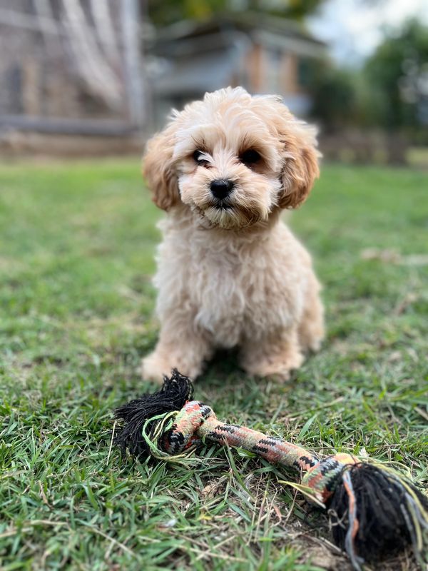 Fluffy puppy sitting on grass with a colorful rope toy.