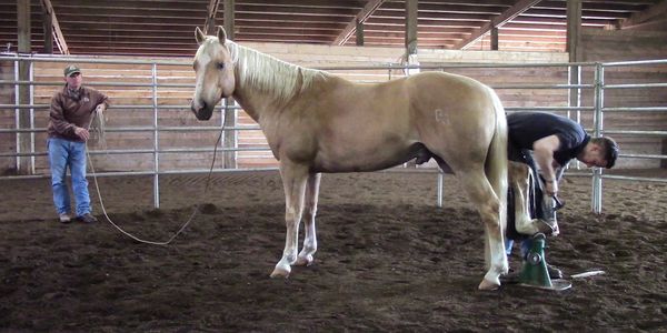 Mark Plumlee performing the Longanecker Lean against the round pen rails.  Handling a blonde horse.