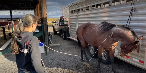 Farrier Student using a rope exhibiting horsemanship skills with a mustang tied to a trailer.