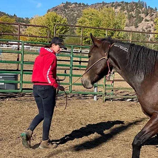 Mustang Heritage Foundation Trainer leading a Mustang in the round pen.