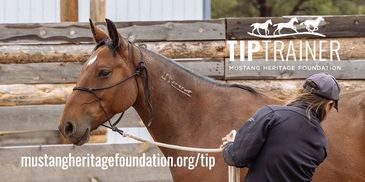 Mustang in a wooden catch pen.  Instructor handling mustang who is wearing a rope halter.