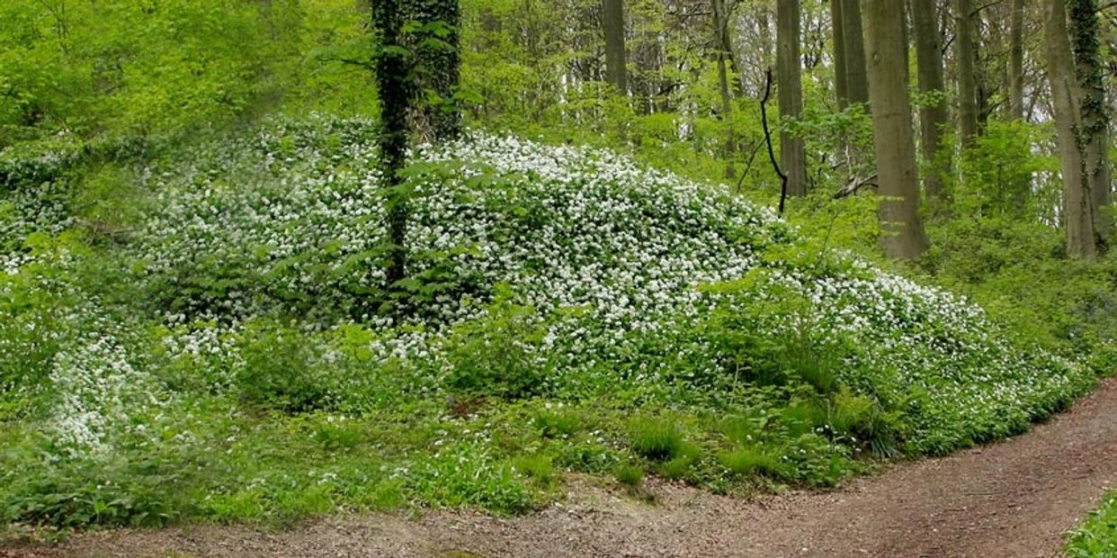 Path through lush green woods with white flowers.