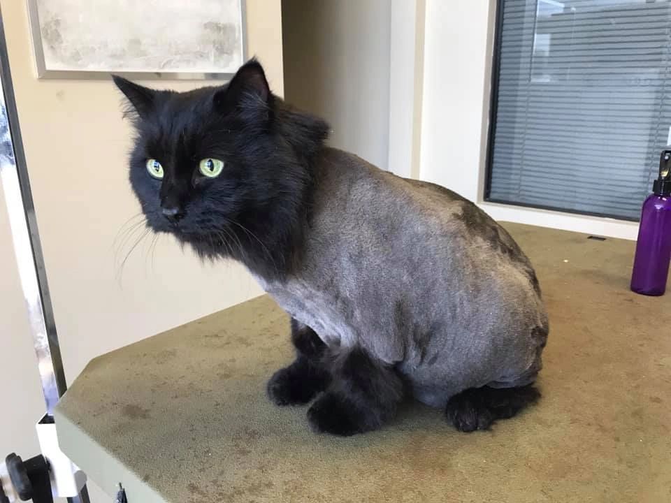 Lion cut cat grooming