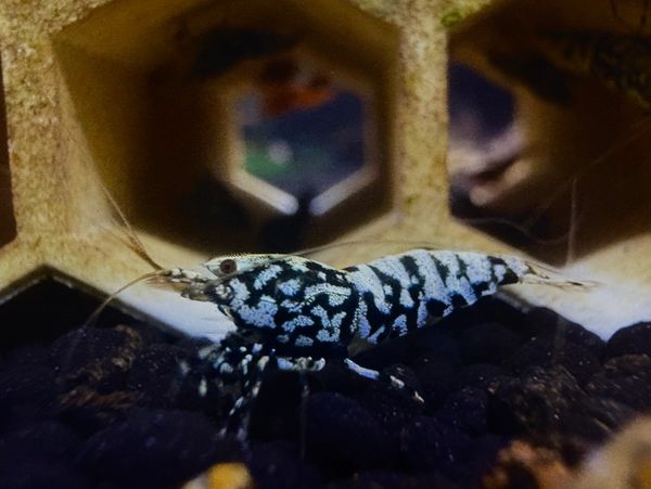 Caridina: Galaxy Snowflake