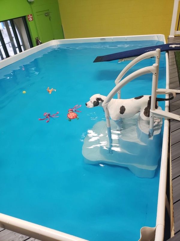 Jacksonville senior dog rescue plans hydrotherapy pool to