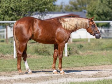 Chestnut horse standing outdoors on a sunny day.