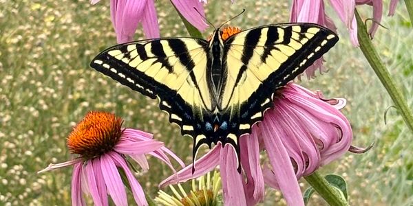 flowers and native plants with insects promoting ecosystem health and biodiversity