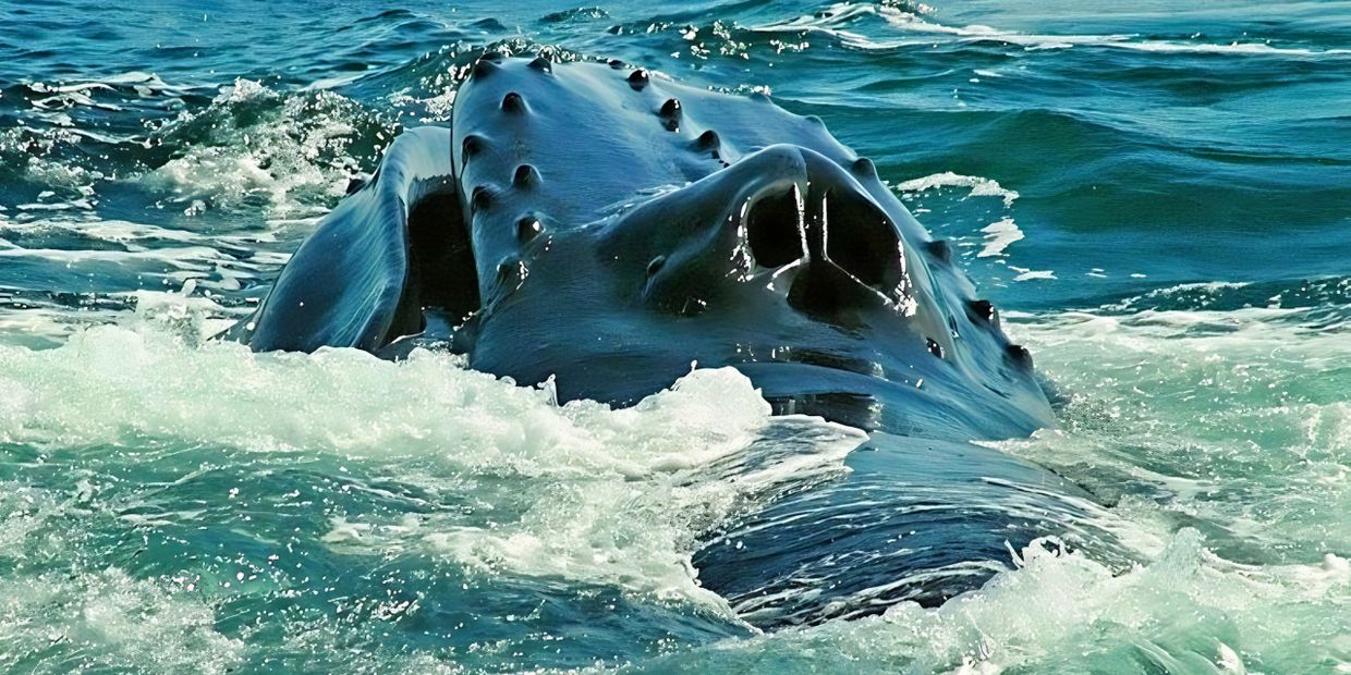 Close-up of a humpback whale surfacing in the ocean.