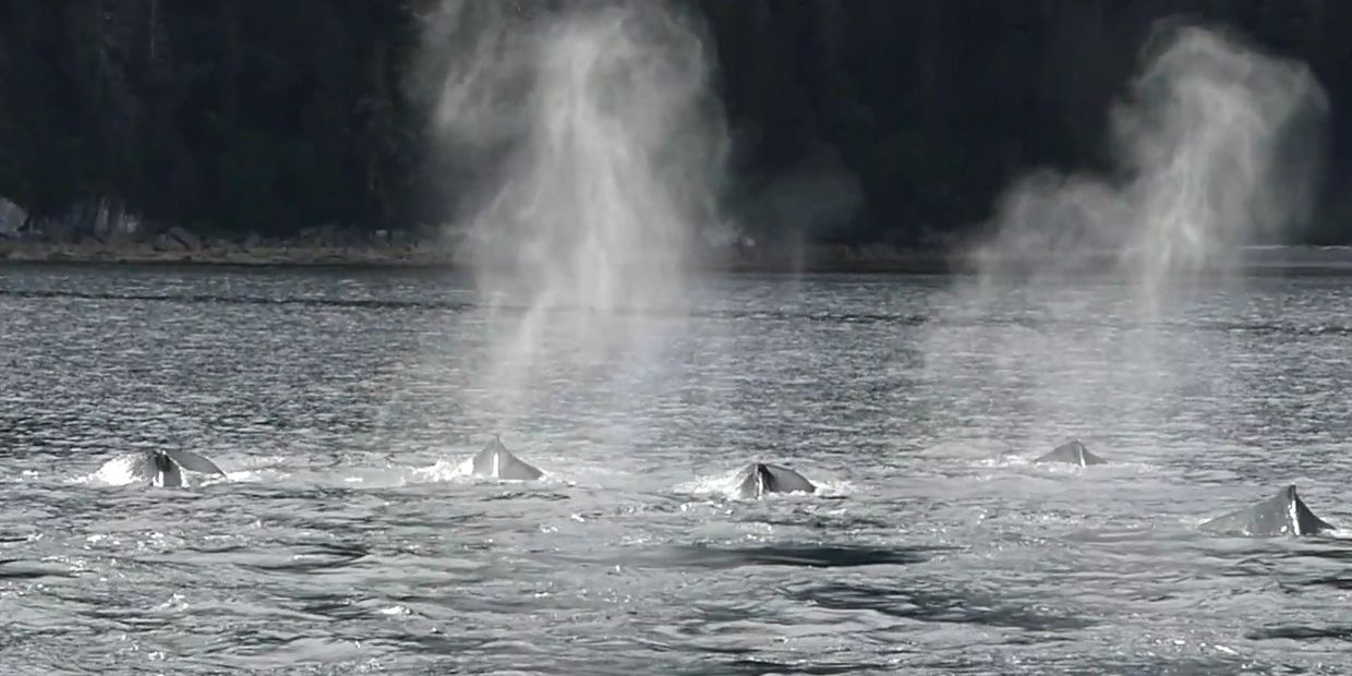 A pod of whales exhaling water in the ocean near a forested shore.