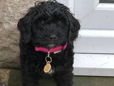 Puppy training. (Ellie a 12 week old cockapoo house training)