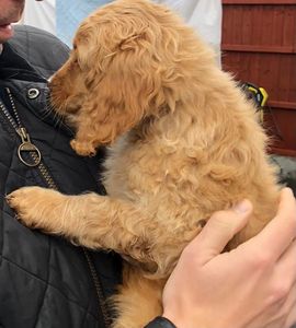 Toffee the puppy training client