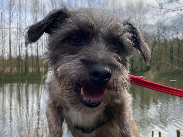 Scamp the terrier, a behaviour client, happy and relaxed.