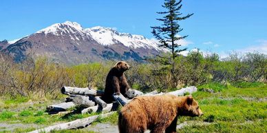 Alaska Wildlife Conservation Center Things to Do Anchorage
