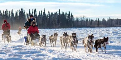 Alaskan Husky Adventures Dog Sledding Mushing Iditarod Huskies