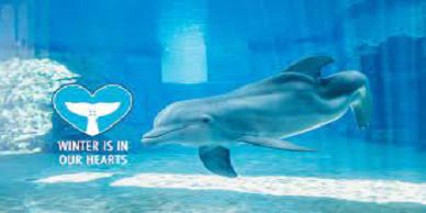 Dolphin swimming with a winter message in a heart.