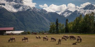 Williams Reindeer Farm Palmer Alaska