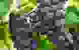 NEYBARD.NET