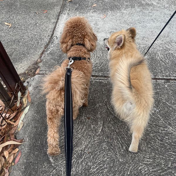 Fluffy butts on a walk 