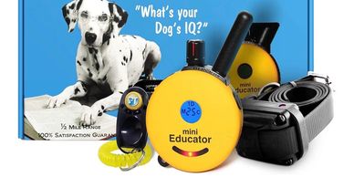 Dog training kit with mini Educator device and Dalmatian. 
