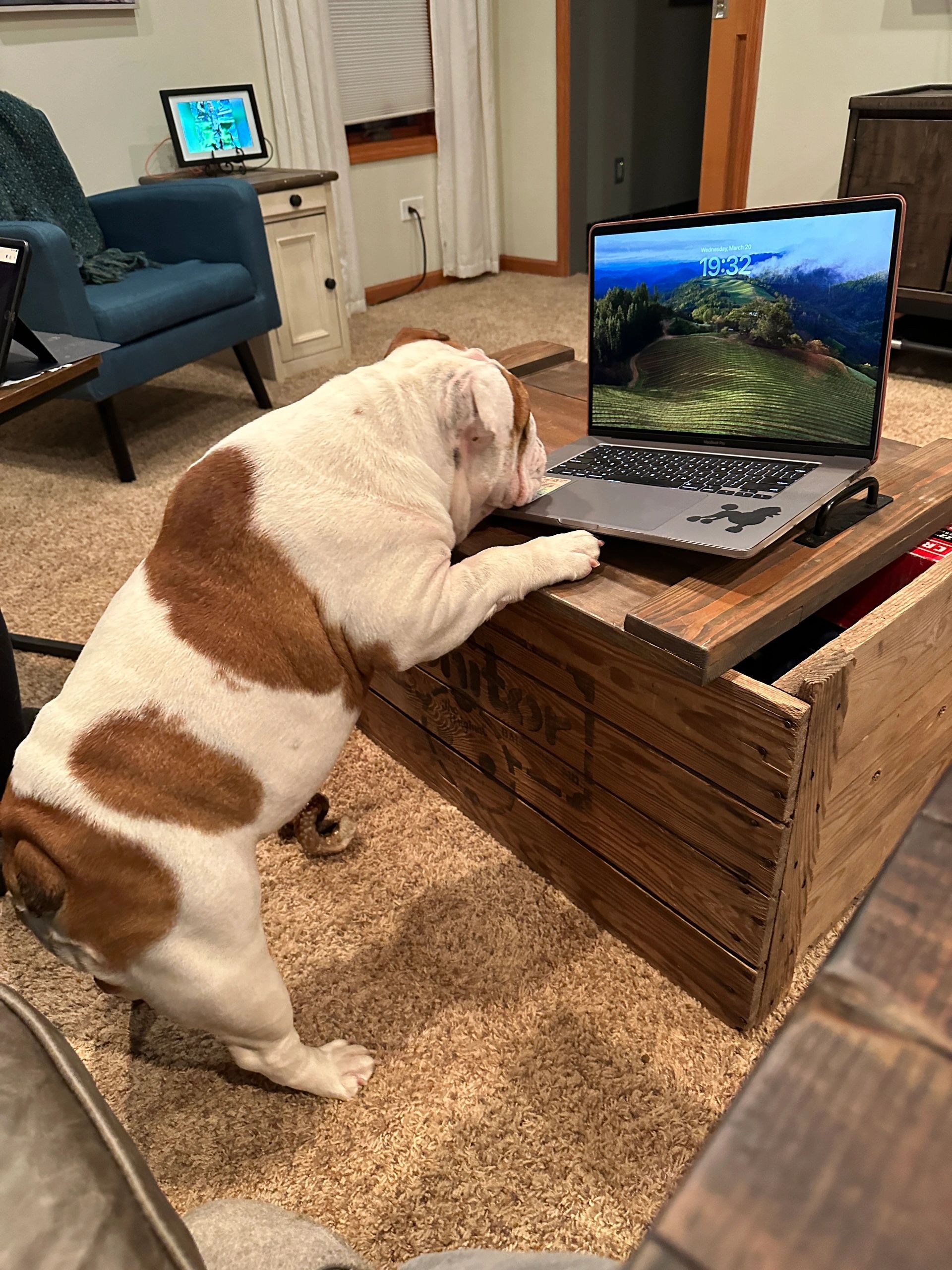 Bulldog looking at a laptop on a wooden table.