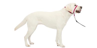 White dog with a halter leash.
