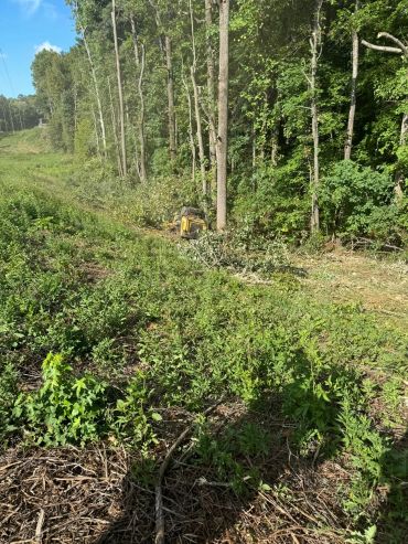 A machine clearing trees in a forest area.
