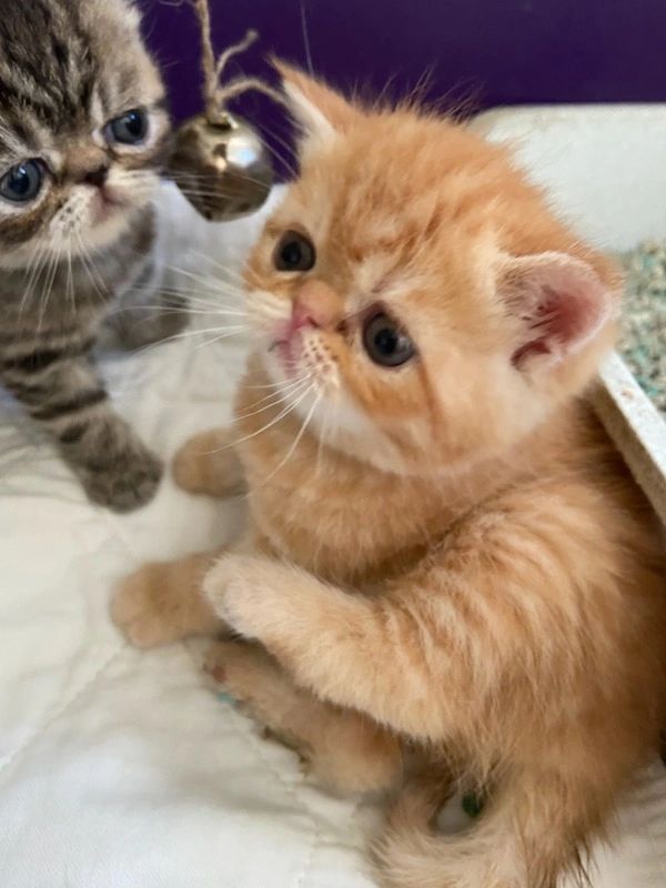 Two adorable kittens curiously playing with a hanging bell toy.