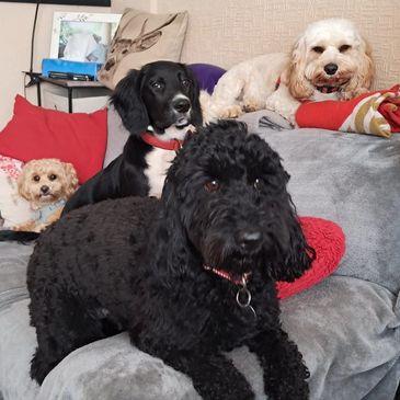 A dog relaxing on Keith's couch in West Cheshunt Goffs Oak during his home boarding stay.