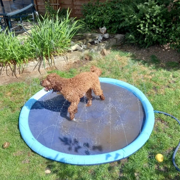 A dog playing in Keith's garden in West Cheshunt Goffs Oak during his doggy day care session.