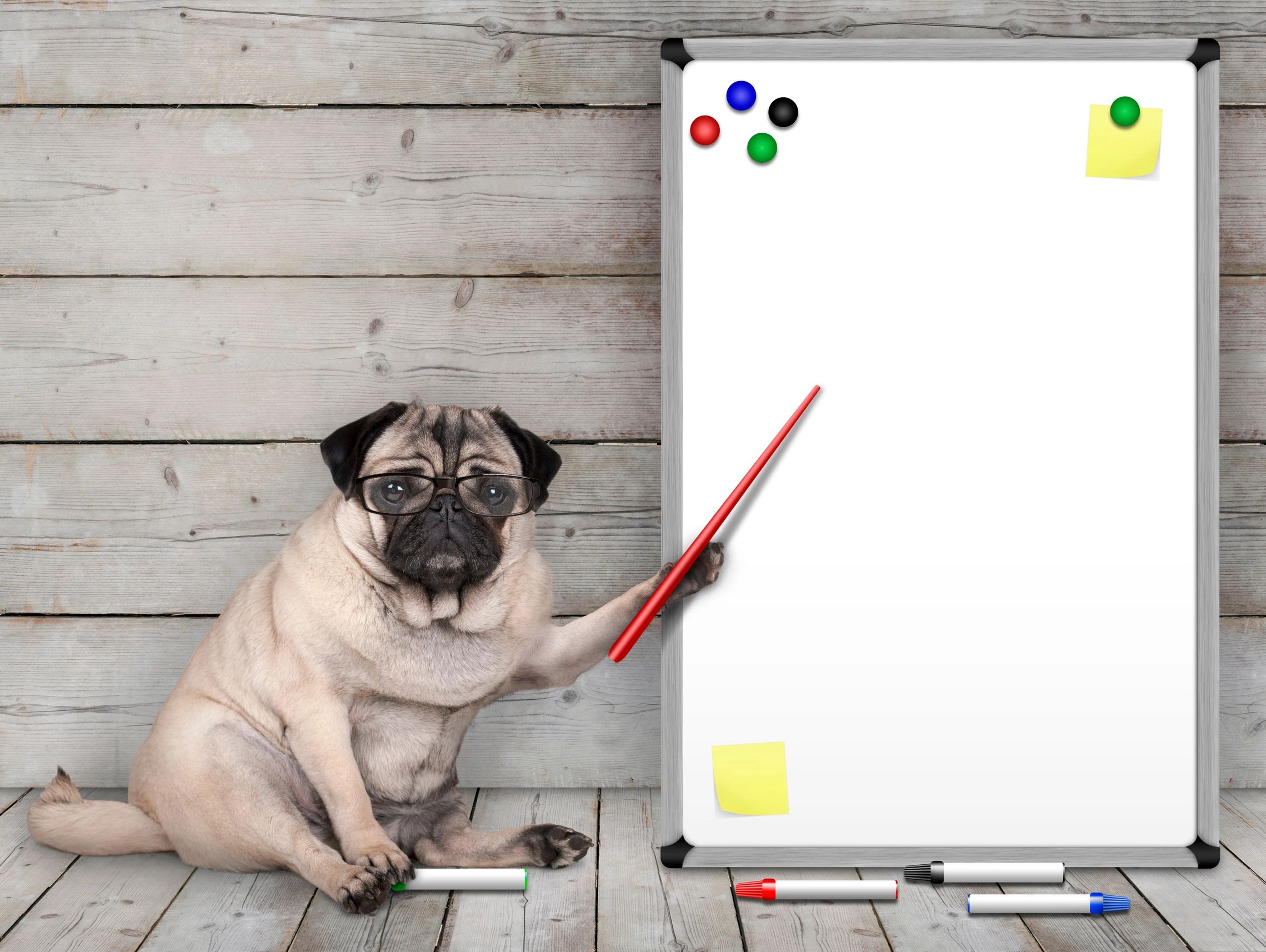 A dog in Goffs Oak encouraging people to contact Keith's Canine Services to book Doggie Day Care