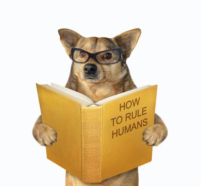 A dog in Goffs Oak reading a book of how to rule humans