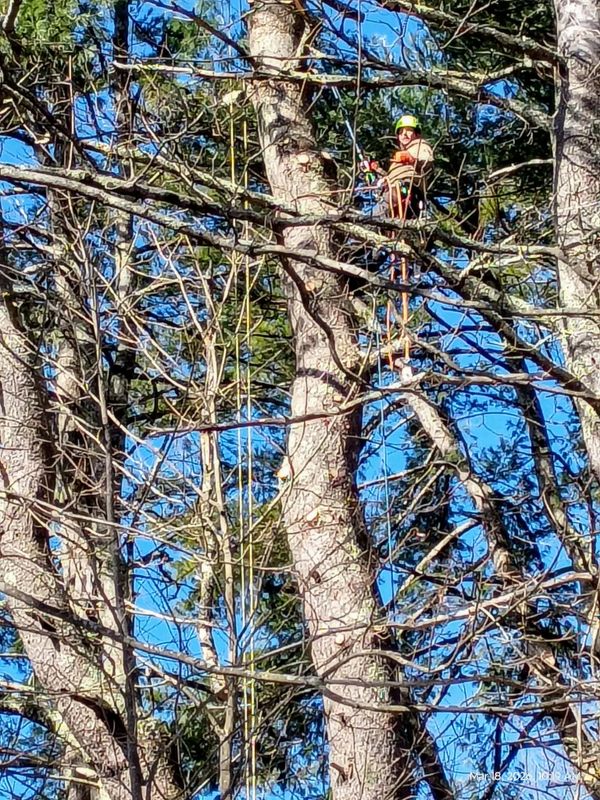 Tree removal in Rochester, NH. Joe carefully working in a pine tree to safely remove and control the