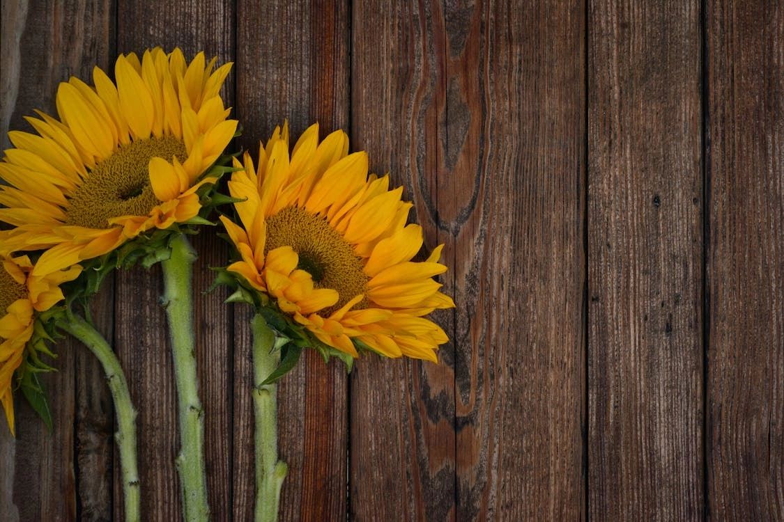 Sunflower Celebrant