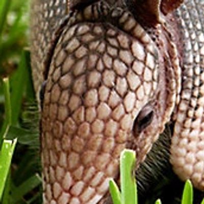 Armadillo removal and prevention