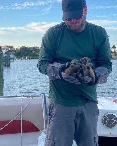 Man on boat holding three baby raccoons with gloves.