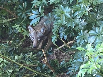 wild coyote removal, coyote trapping, coyote control, golf course coyote 