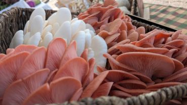 Basket of fresh pink and white oyster mushrooms.