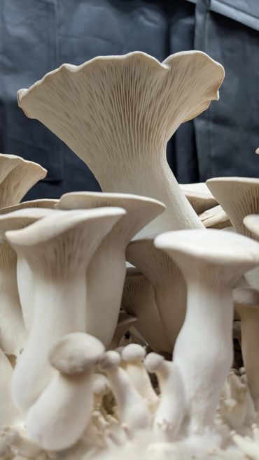 Close-up of light beige oyster mushrooms growing densely.