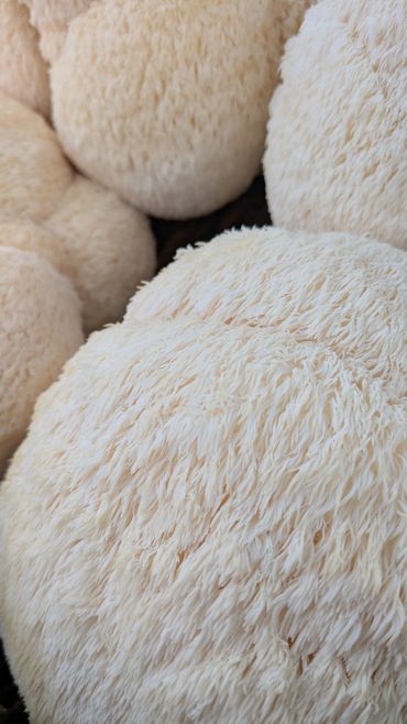 Close-up of fluffy, cream-colored textured objects.