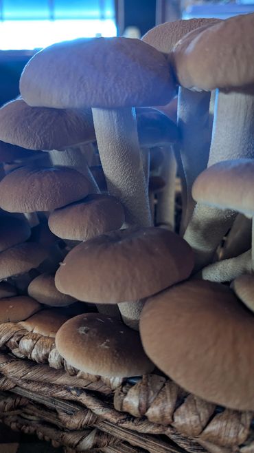 Close-up of brown mushrooms growing densely in a woven basket.