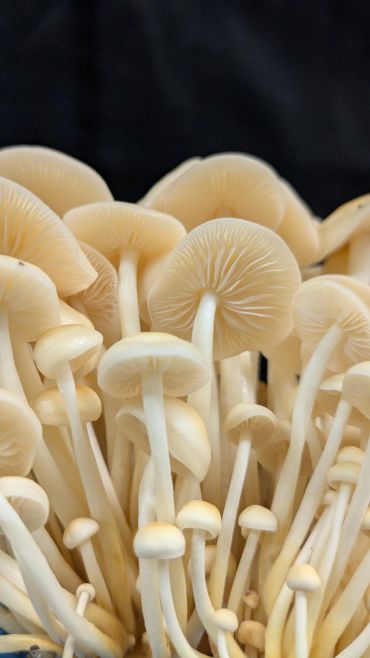 Cluster of delicate white mushrooms with visible gills.