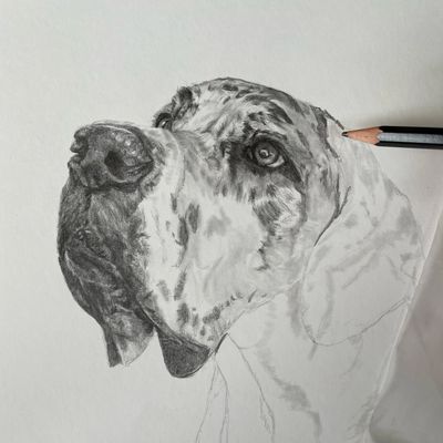 Work in progress of Great Dane. Linda's Pet Portraits. Pet portrait artist. Made in USA.