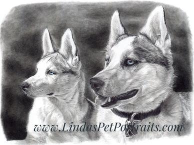 Pet portrait of two huskies. Custom graphite pet portrait.